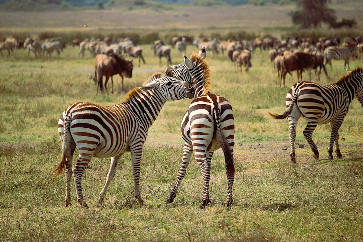 Best places to visit in Tanzania | Worth Every Mile